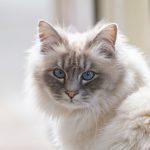 kattenpension_nijbeets (55 van 70)