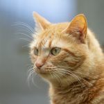 kattenpension_nijbeets (9 van 70)